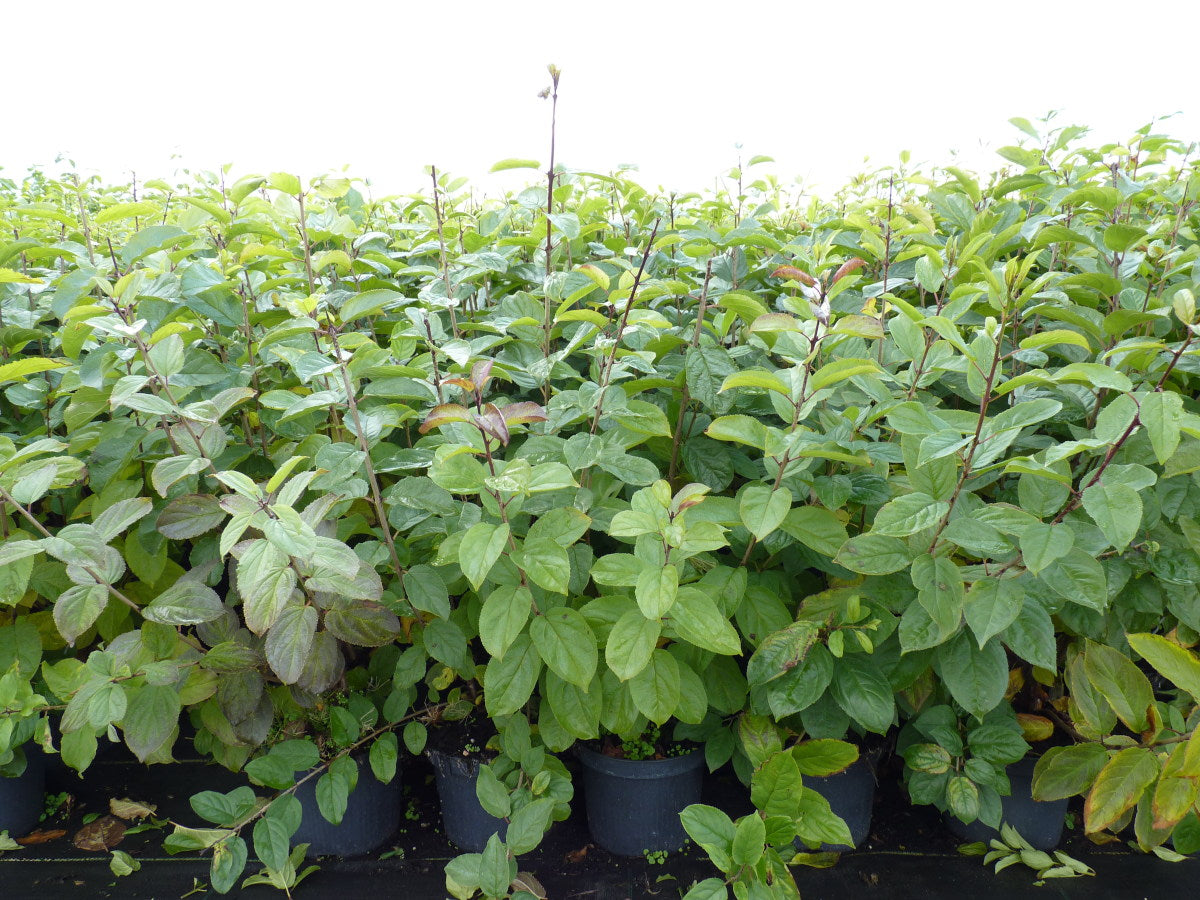 Rhamnus cathartica VkG 5 als Pflanze im Beet, erhältlich von 40-70 bis 200-250 cm; Einsatz: ;;ab 2,76 Euro
