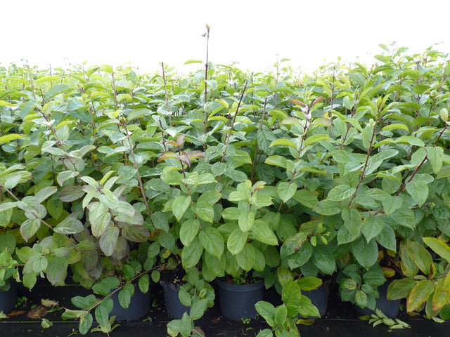 Rhamnus cathartica VkG 5 als Pflanze im Beet, erhältlich von 40-70 bis 200-250 cm; Einsatz: ;;ab 2,76 Euro