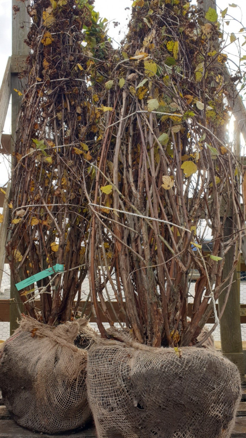 Blasenspiere; vorbereitet für Versand; bienenfreundlich; Einsatzmöglichkeit z.B. : Wildstrauch;;mit zeitnaher Lieferung