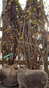 Blasenspiere; vorbereitet für Versand; bienenfreundlich; Einsatzmöglichkeit z.B. : Wildstrauch;;mit zeitnaher Lieferung