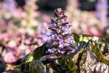 Ajuga reptans 'Black Scallop'; hier mit Blüte; wintergrün; Einsatzmöglichkeit z.B. : Bodendecker;;ab 0,00 Euro