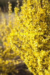 Genaues Foto für Forsythia 'Goldblossom' folgt; dieses ähnliche Bild dient der Illustration von Forsythie 'Goldblossom'