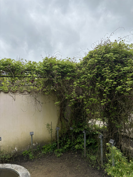 Schokoladengurke; als Pflanze im Beet; winterhart; Einsatzmöglichkeit z.B. : Kletterpflanze;;günstig mit Qualität