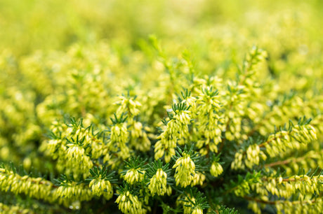 Erica carnea 'Isabell' mit Blüte, erhältlich von 10-15 bis 10-15 cm; Einsatz: , ;;ab 2,08 Euro