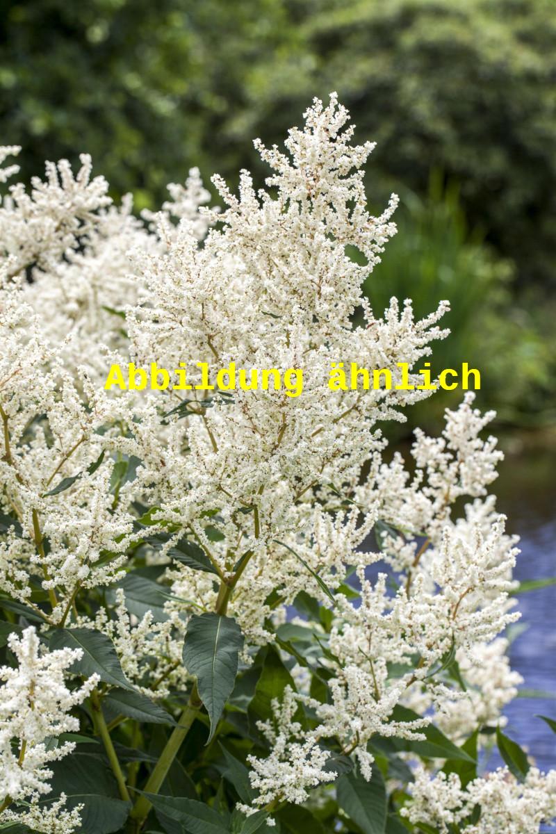 Aruncus aethusifolius 'Noble Spirit' (Kleiner Garten-Geißbart)