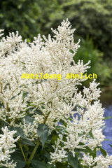 Genaues Foto für Aruncus aethusifolius 'Noble Spirit' folgt; dieses ähnliche Bild dient der Illustration von Kleiner Garten-Geißbart