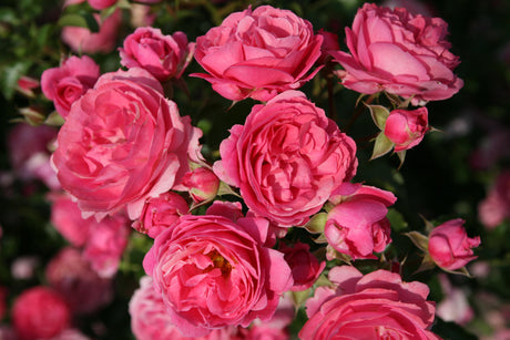 Rosa 'Moin Moin' BT mit Blüte; Einsatz: ;;ab 8,10 Euro