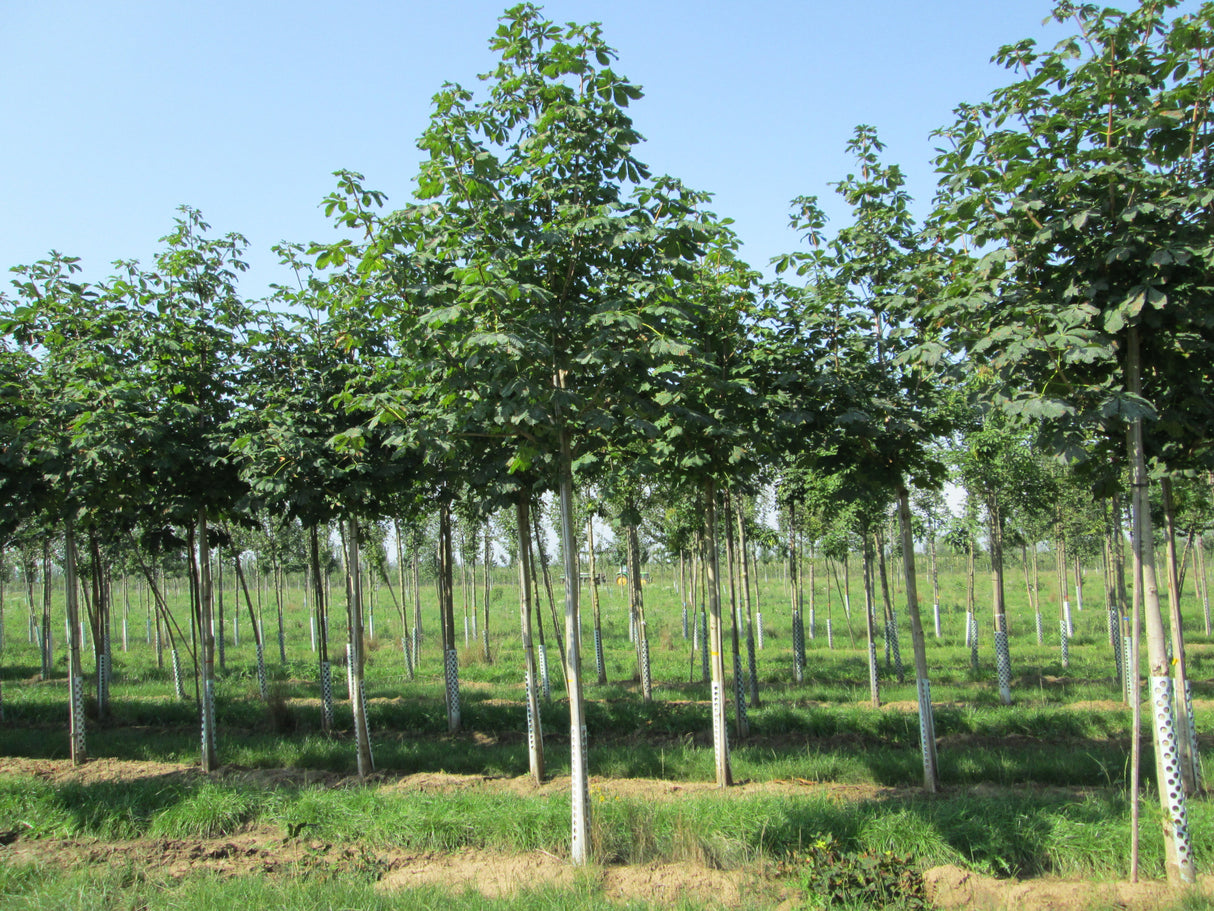 Aesculus carnea 'Briotii' , erhältlich von 270-330 bis 450-650 cm;;ab 387,00 Euro