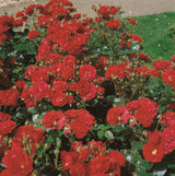 Rosa 'Ingrid Weibull' BT; hier mit Blüte; reichblühend; Einsatzmöglichkeit z.B. : Beete;;ab 8,90 Euro