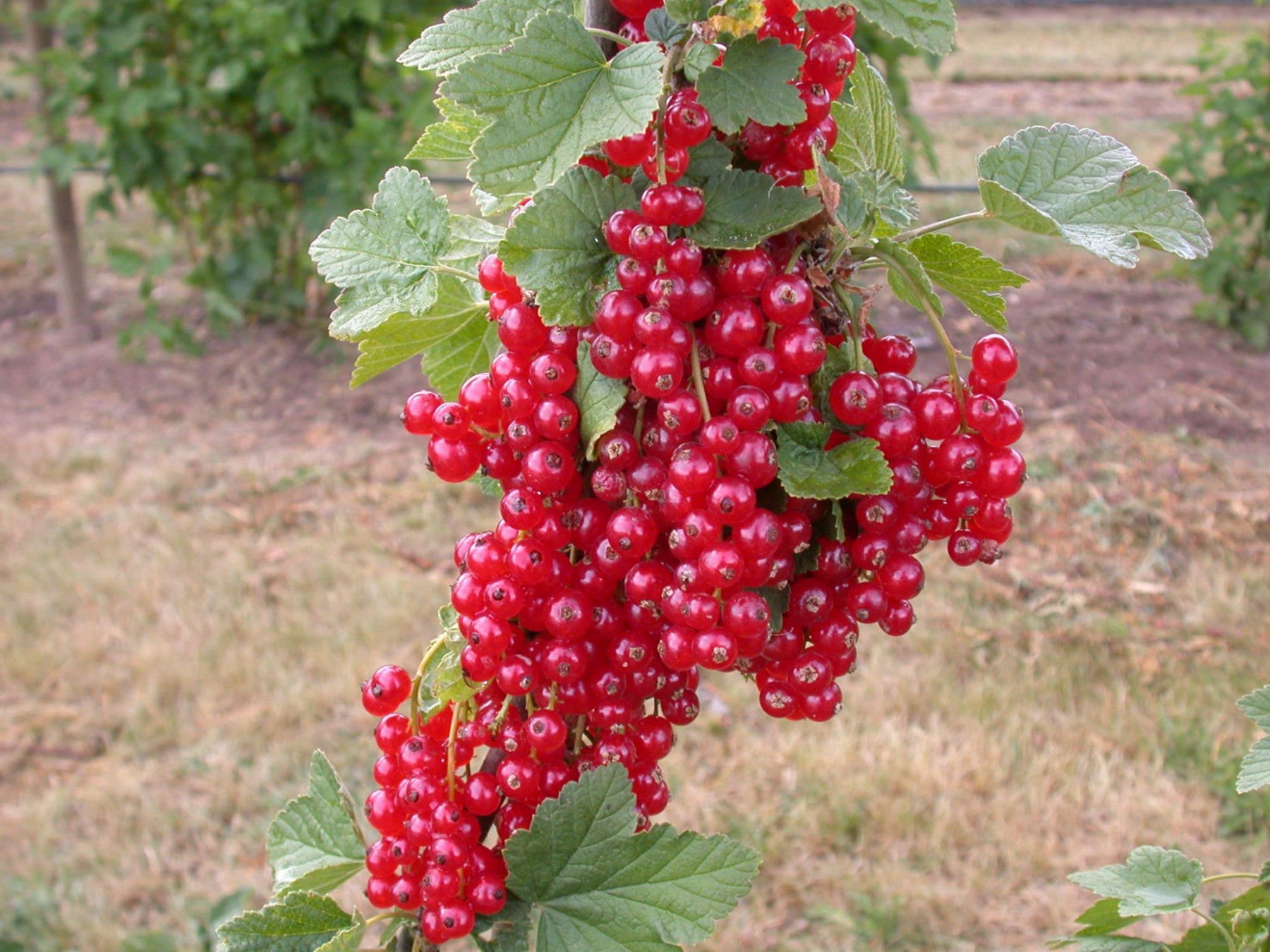 Ribes rubrum 'Rovada' (Johannisbeere 'Rovada' spät)