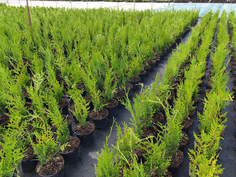 Lebensbaum 'Atrovirens'; als Pflanze im Beet; bietet Vögeln Nistplatz; Einsatzmöglichkeit z.B. : Sichtschutz;;günstig mit Qualität