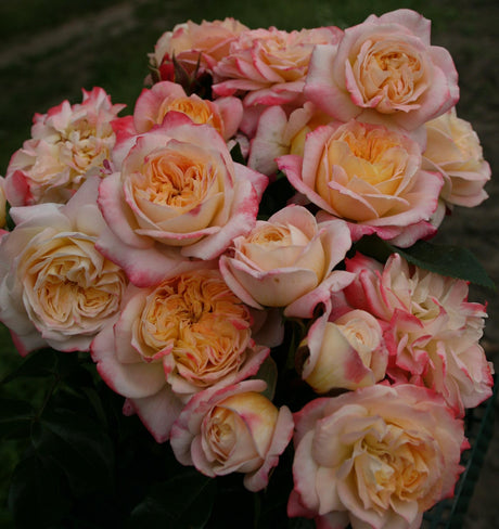 Rosa 'Concorde' TH mit Blüte; Einsatz: ;;ab 8,10 Euro