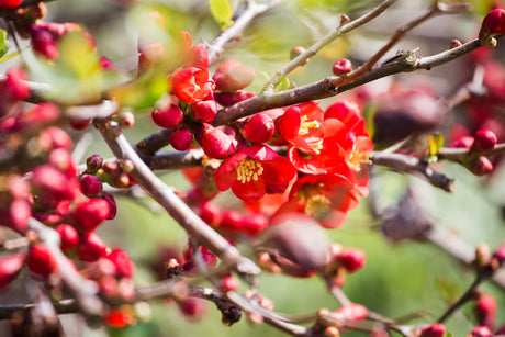 Chaenomeles 'Andenken an Carl Ramcke' , erhältlich von 40-60 bis 80-100 cm;;ab 18,90 Euro