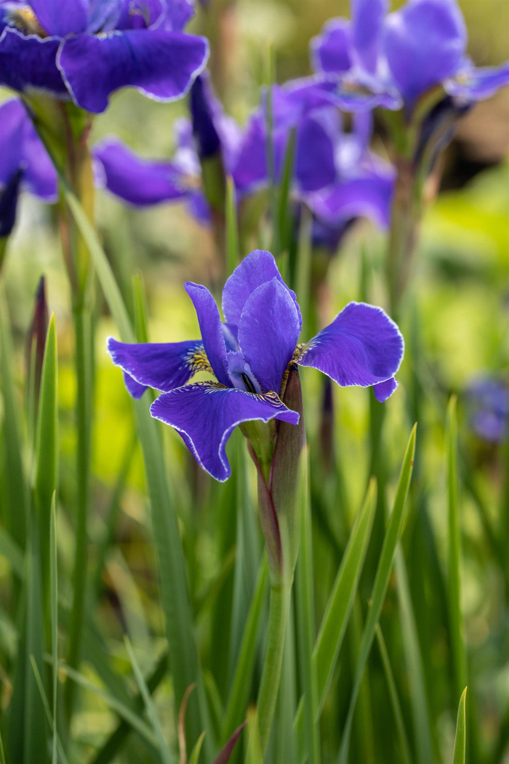 Iris sibirica 'Caesars Brother' (Bartlose Garten-Schwertlilie)
