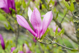 Magnolia liliiflora 'Ricki'; hier mit Blüte; attraktive Blüten; Einsatzmöglichkeit z.B. : Parks; verfügbar in 3 Größen und Varianten;;ab 53,30 Euro