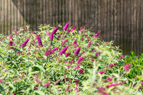 Buddleja 'Miss Ruby' , erhältlich von 60-100 bis 125-150 cm;;ab 13,00 Euro