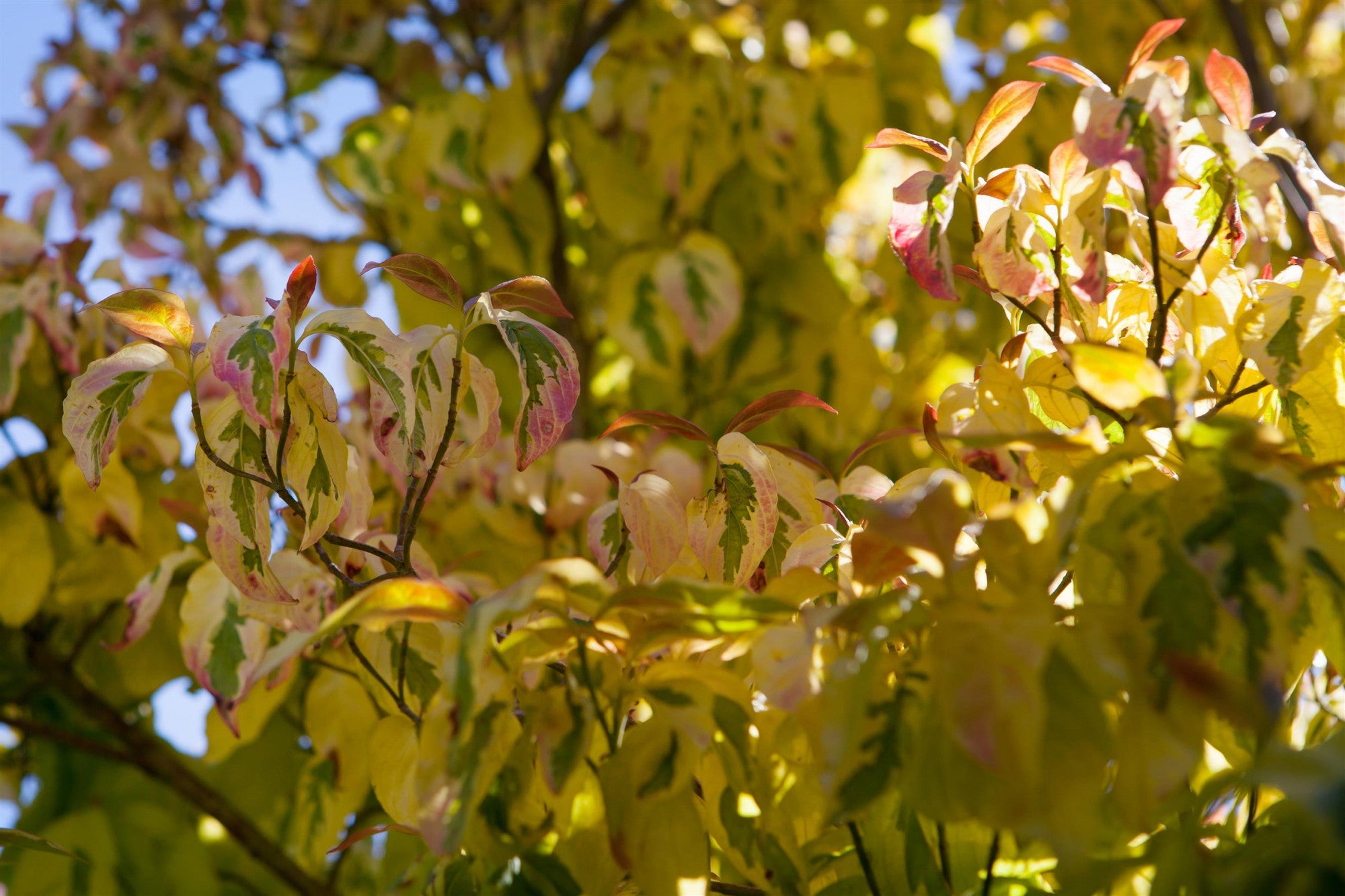 Cornus florida 'Cherokee Sunset' (Amerik. Blumen-Hartriegel 'Cherokee Sunset')