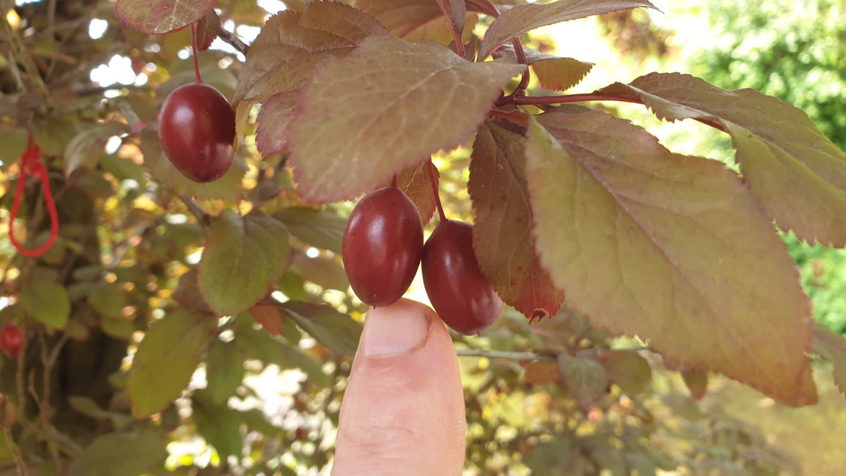 Cornus mas VkG 1, 2, 3, 4, 5, 6 mit Früchten; Einsatz: ;;ab 3,25 Euro