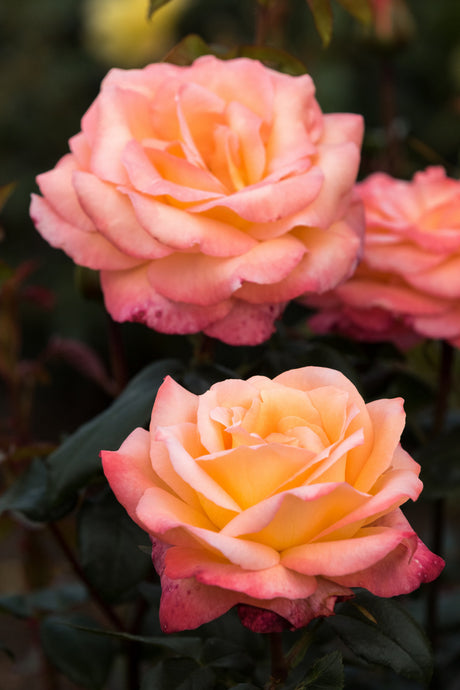 Rosa 'Frohsinn 82' TH mit Blüte; Einsatz: ;;ab 8,10 Euro