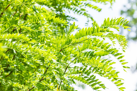 Lederhülsenbaum , verfügbar in 5 Größen und Variantenfrosthärte;;hier kaufen