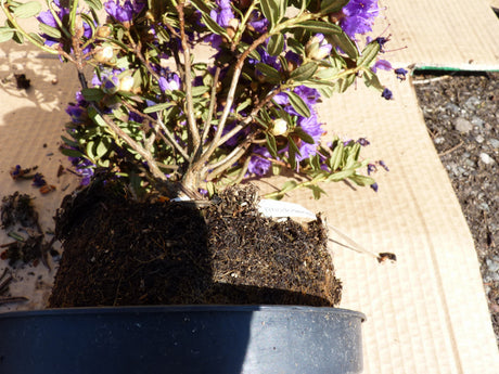 Rhododendron impeditum 'Azurika'; hier im Topf; schöne Blattfarbe; Einsatzmöglichkeit z.B. : Gruppenpflanzung;;ab 23,60 Euro