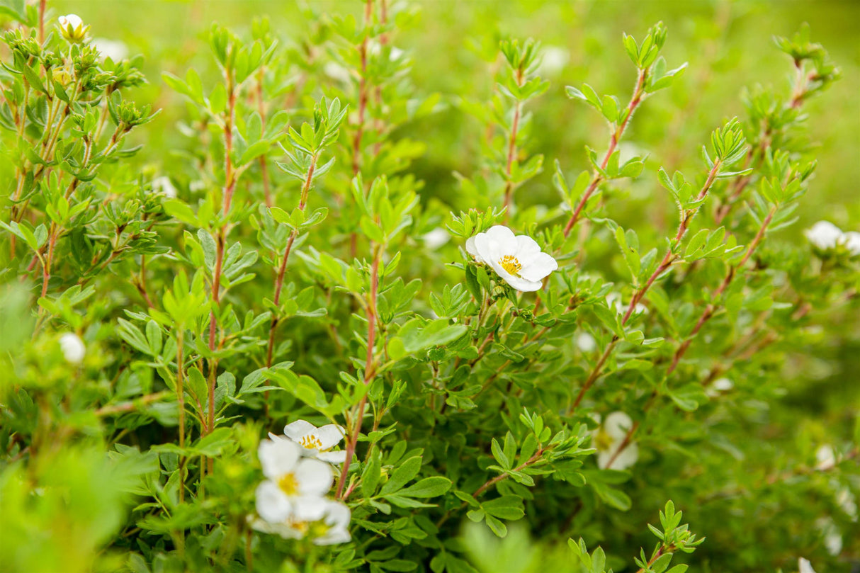 Potentilla 'Abbotswood' mit Sommerbelaubung; Einsatz: ;;ab 4,10 Euro