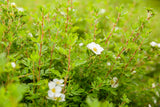 Potentilla 'Abbotswood' mit Sommerbelaubung; Einsatz: ;;ab 4,10 Euro