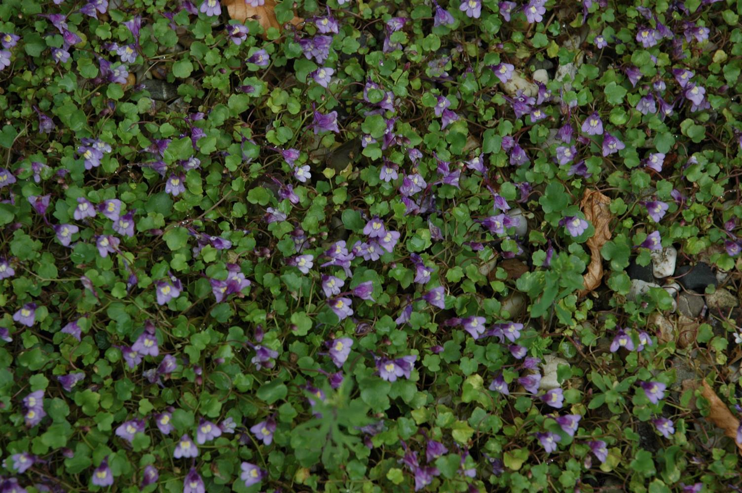 Cymbalaria muralis (Mauer-Zimbelkraut)