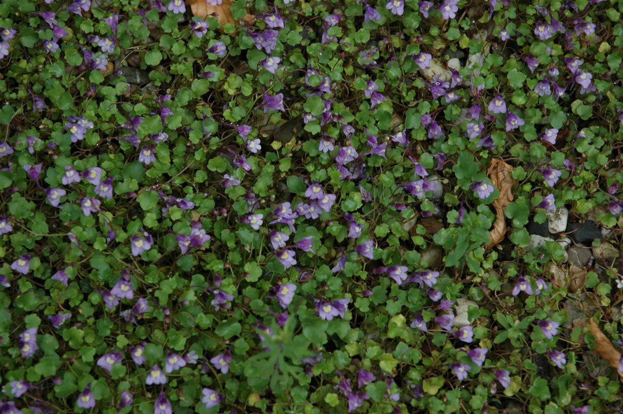 Cymbalaria muralis als Pflanze im Beet; Einsatz: ;;ab 4,30 Euro