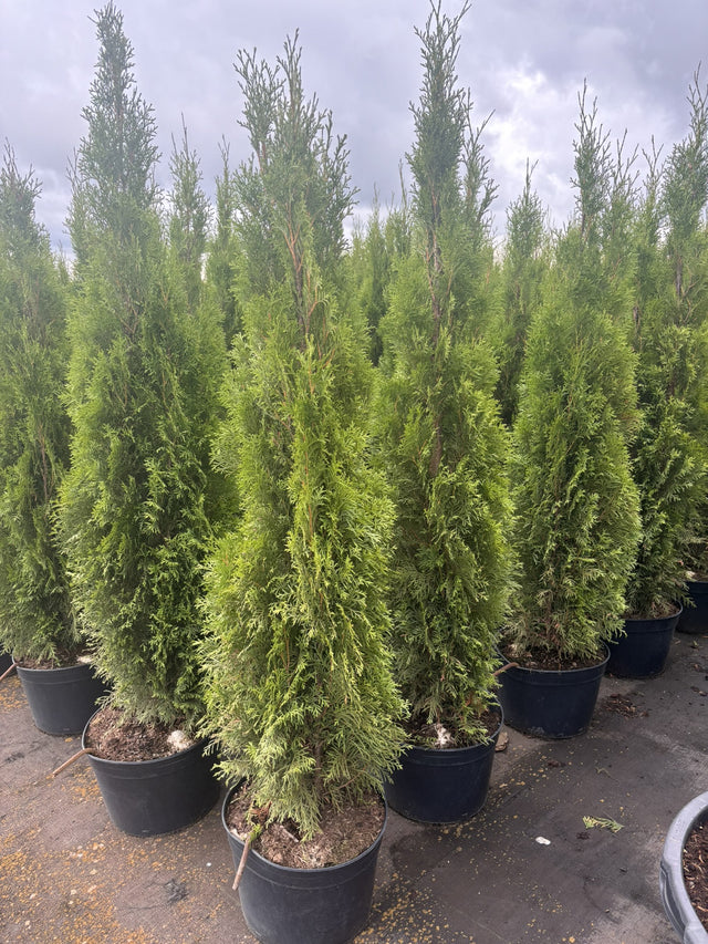 Thuja occidentalis 'Smaragd' im Topf, erhältlich von 30-40 bis 225-250 cm; Einsatz: ;;ab 10,70 Euro