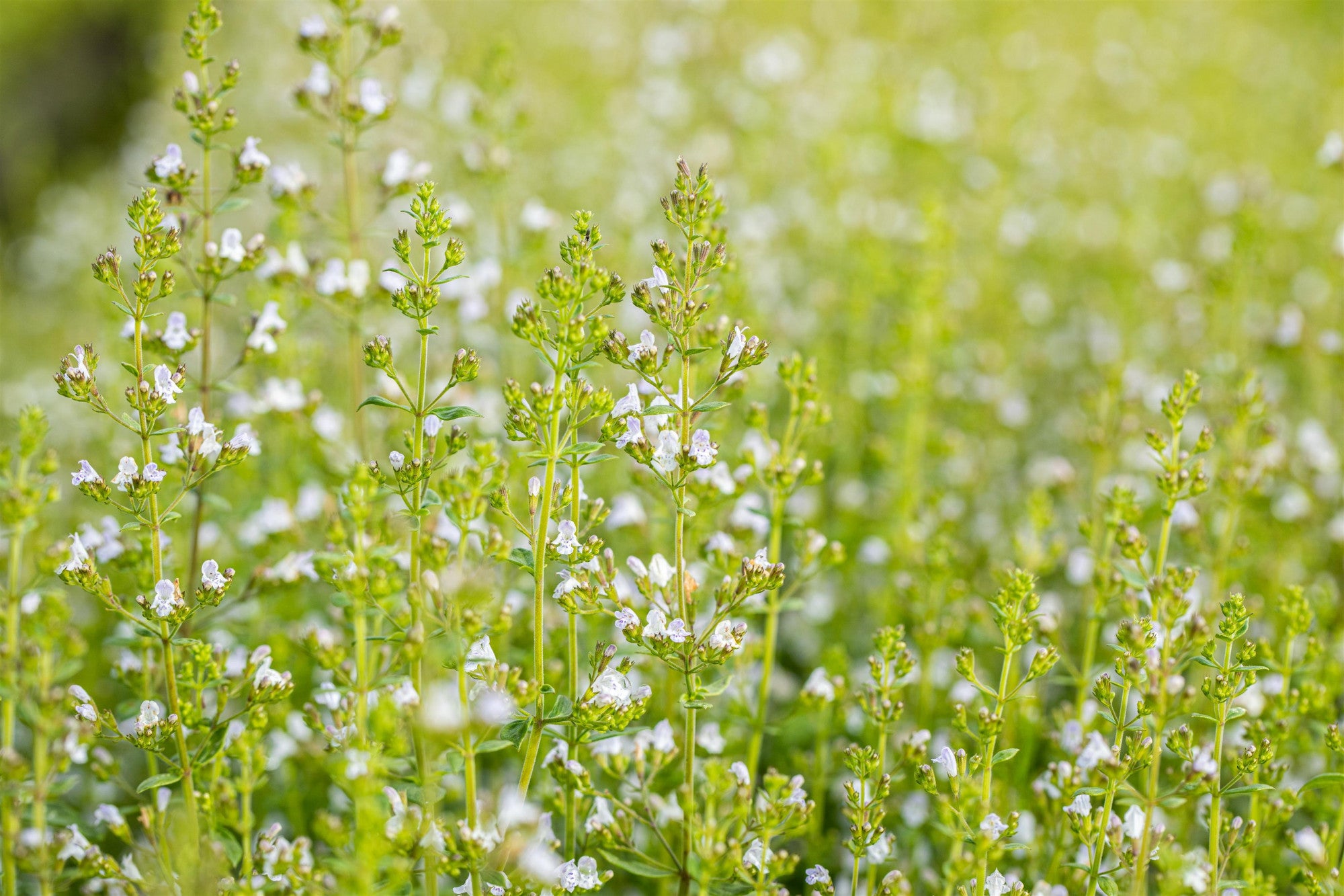 Calamintha nepeta 'Triumphator' (Kleinblütige Garten-Bergminze)