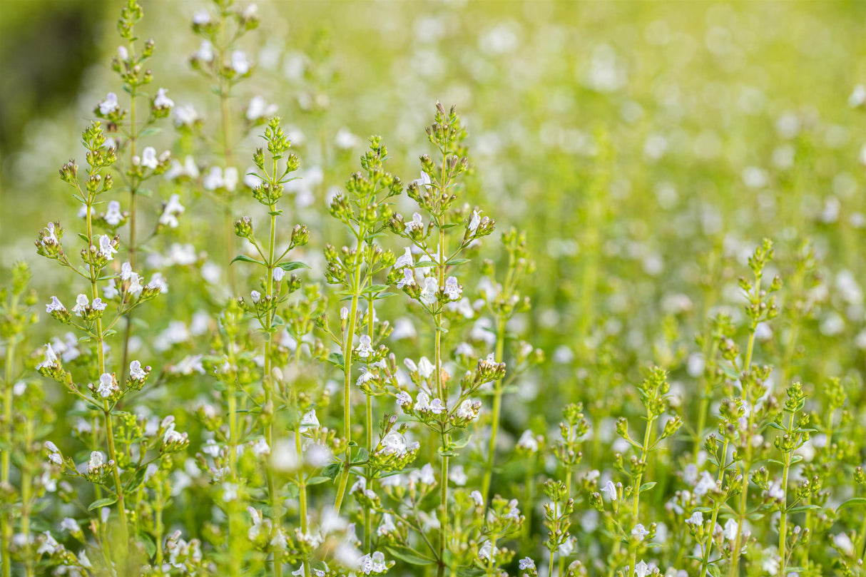 Calamintha nepeta 'Triumphator' ;;ab 3,85 Euro