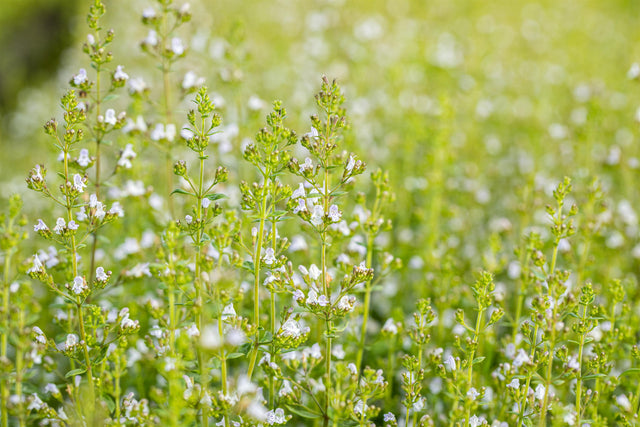 Calamintha nepeta 'Triumphator' ;;ab 3,85 Euro