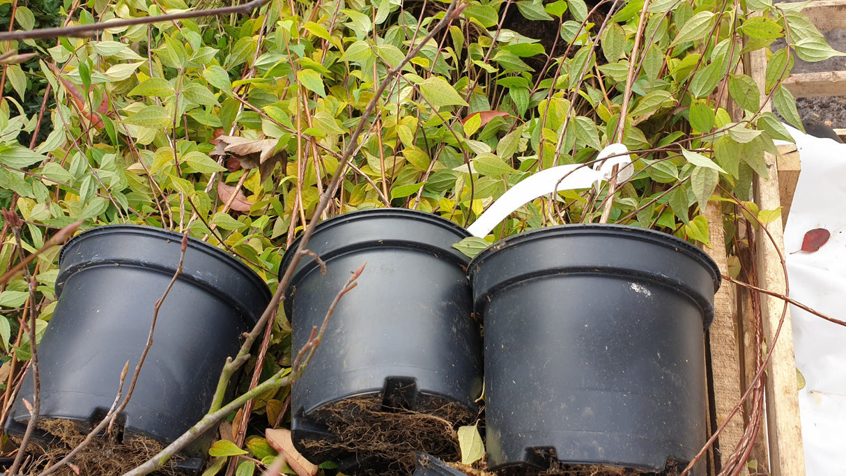 philadelphus coronarius 'dame blanche'; hier im Topf; anspruchslos; Einsatzmöglichkeit z.B. : Bienenweide;;günstig mit Qualität