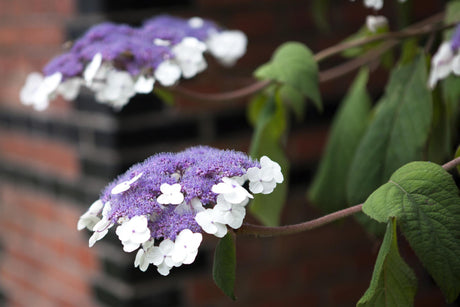 Fellhortensie 'Macrophylla' mit Blüte, verfügbar in 6 Größen und Varianten; Einsatz: Einzelstellunggroße Blüten;;hier kaufen
