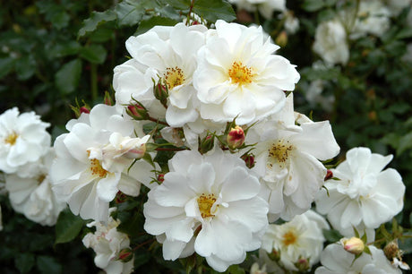 Rosa 'Diamant' BDR mit Blüte; Einsatz: ;;ab 8,10 Euro