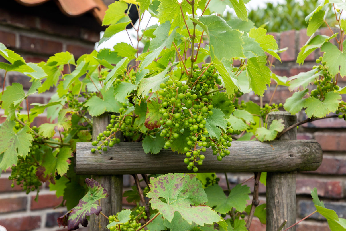 Vitis 'Huxelrebe' mit Früchten, erhältlich von 80-100 bis 80-100 cm; Einsatz: ;;ab 32,10 Euro