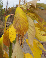 säulenkirsche 'amanogawa'; hier mit Herbstlaub; blütenpracht; Einsatzmöglichkeit z.B. : Ziergehölz; erhältlich mit Stammumfang von 12-14 bis 20-25 cm;;günstig mit Qualität