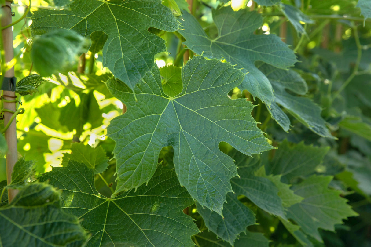 Vitis 'Murio Muskat' mit Belaubung, erhältlich von 80-100 bis 80-100 cm; Einsatz: , ;;ab 16,20 Euro