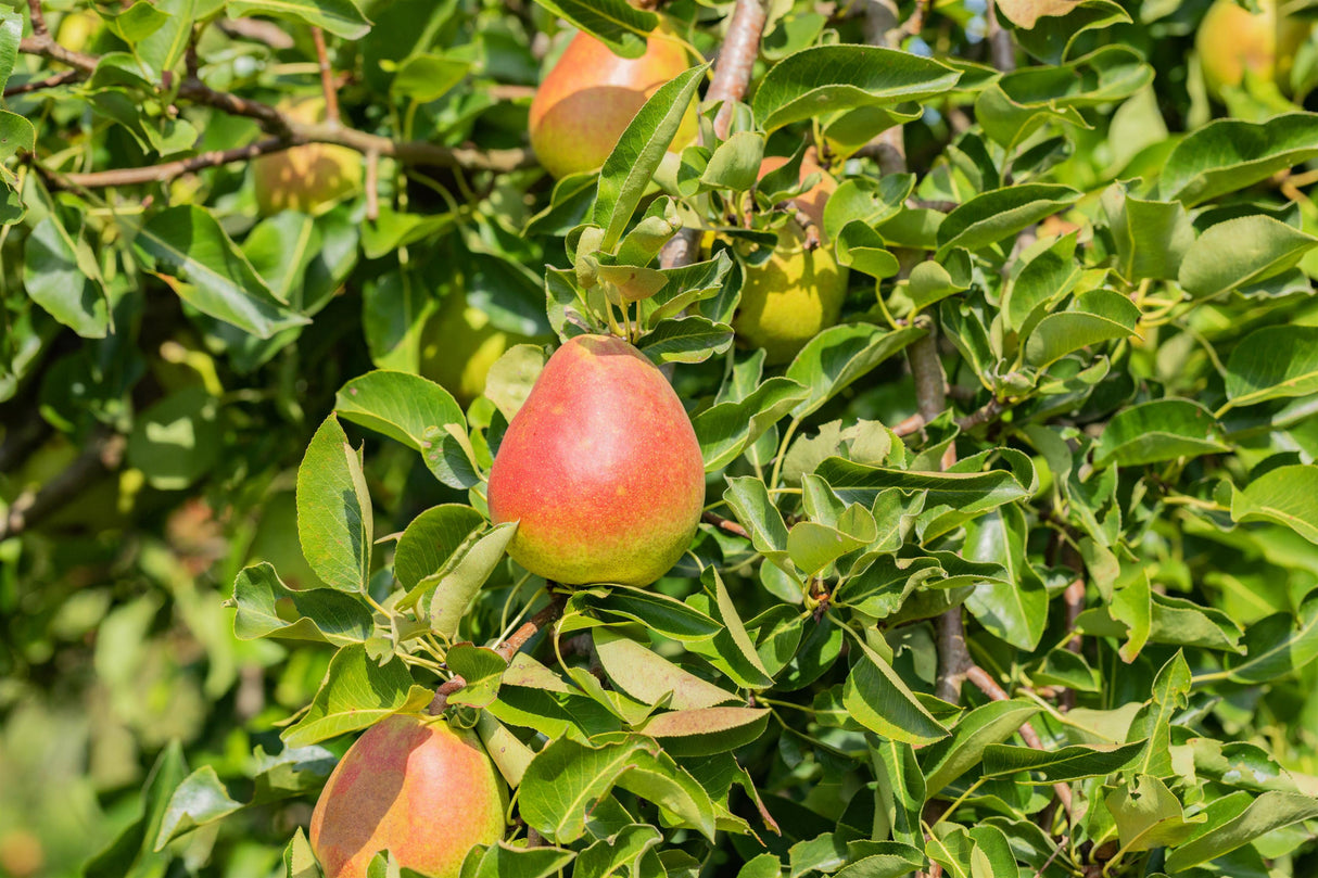 Pyrus com. 'Nordhäuser Winterforelle' mit Früchten, erhältlich von 150-200 bis 450-650 cm; Einsatz: ;;ab 38,50 Euro