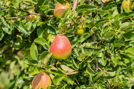 Pyrus com. 'Nordhäuser Winterforelle' mit Früchten, erhältlich von 150-200 bis 450-650 cm; Einsatz: ;;ab 38,50 Euro