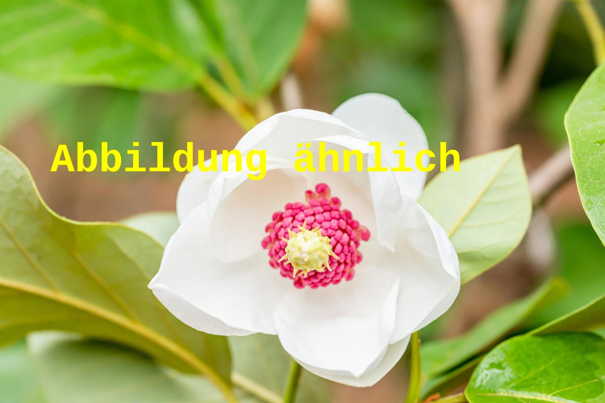 Magnolia sieboldii (Sommermagnolie)