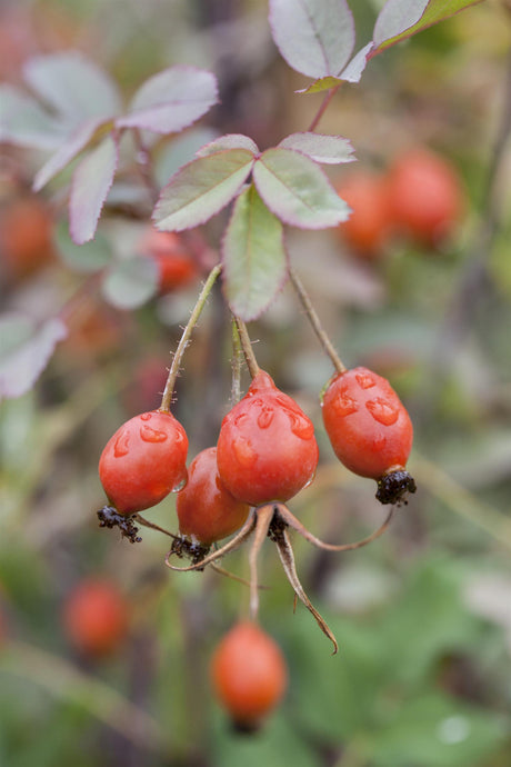 Rosa glauca mit Früchten, erhältlich von 40-60 bis 100-150 cm; Einsatz: ;;ab 2,35 Euro