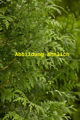 Genaues Foto für Thuja plicata 'Excelsa' folgt; dieses ähnliche Bild dient der Illustration von Großer Lebensbaum