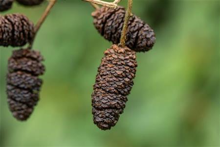 Elsse mit Früchten; Einsatz: Bienenweidebodenverbessernd;;ab 0,90 Euro