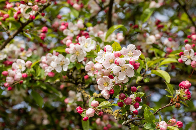 Malus 'Rudolph' mit Blüte, erhältlich von 60-100 bis 450-650 cm; Einsatz: ;;ab 16,60 Euro