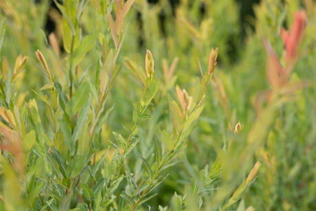 Salix purpurea , erhältlich von 40-70 bis 100-150 cm;;ab 1,66 Euro