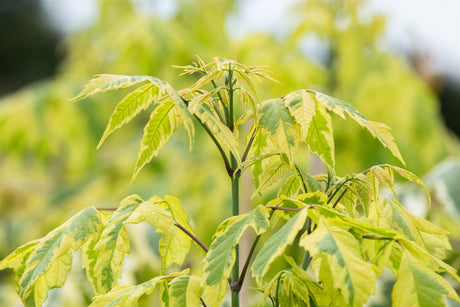 Acer negundo 'Aureo-variegatum' , erhältlich von 40-60 bis 60-100 cm;;ab 28,10 Euro