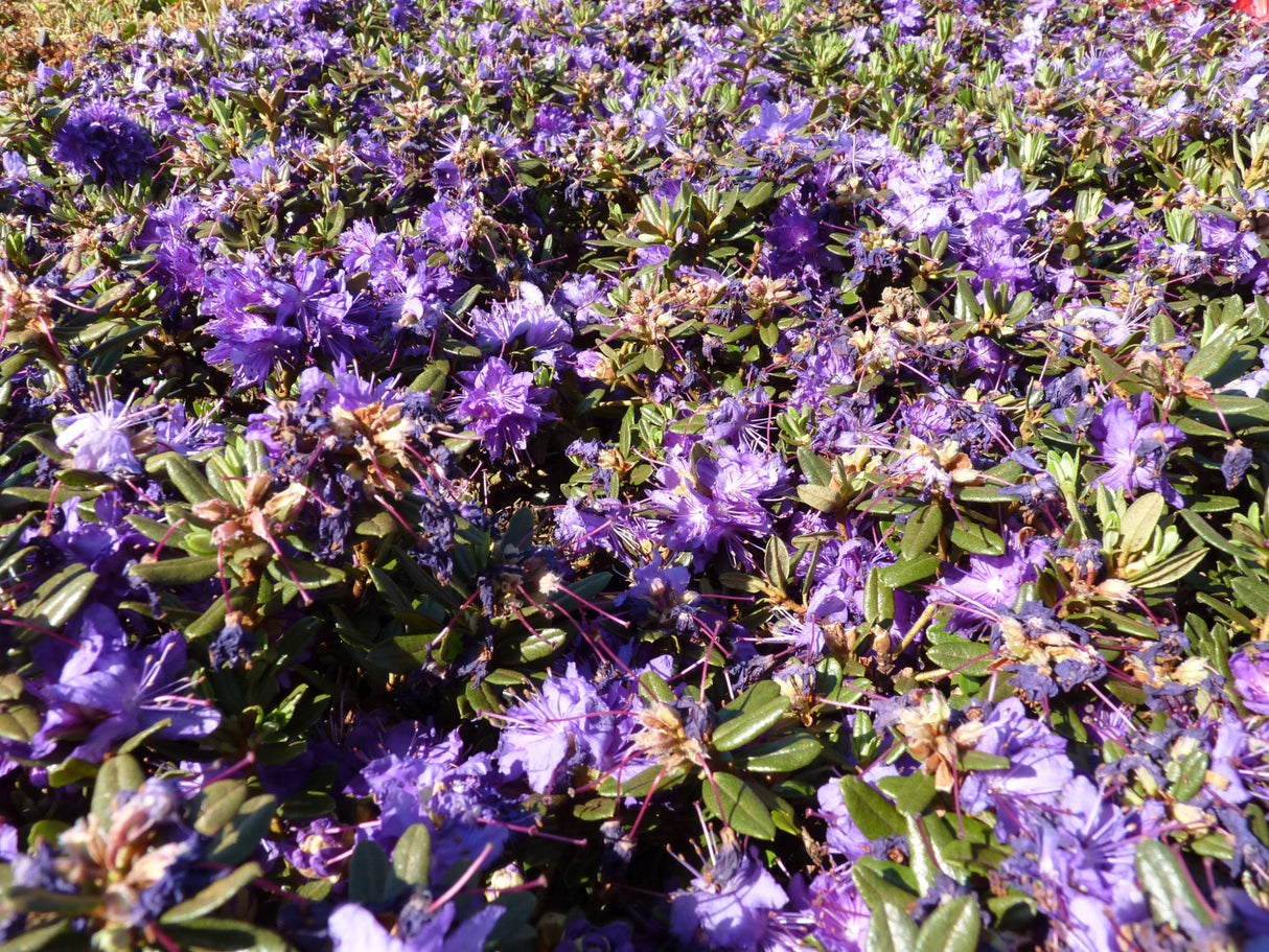 Rhododendron impeditum 'Azurika' zusammen; Einsatz: Steingartenlangsamwüchsig;;ab 16,90 Euro