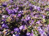 Rhododendron impeditum 'Azurika' zusammen; Einsatz: Steingartenlangsamwüchsig;;ab 16,90 Euro
